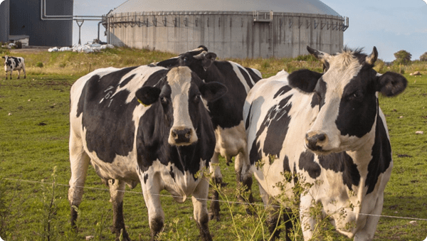 Stikstofdecreet wat betekent dit voor bedrijven?