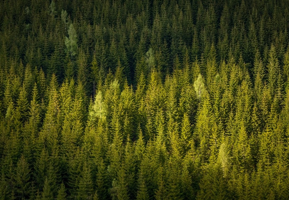 Restoring Our Earth Restoring Our Earth