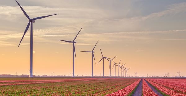Wind turbines stand tall in a vibrant field of pink flowers, creating a striking contrast between nature and renewable energy.