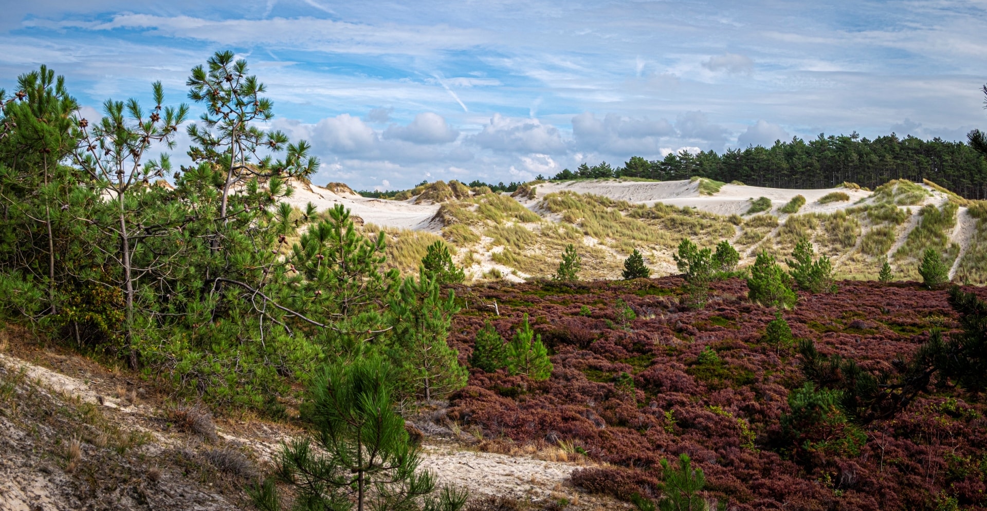 Nederlands duingebied. Arcadis organiseerde twee natuurvergunningen voor PALLAS