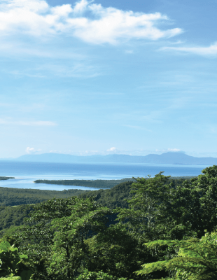 Tropical lowland aerial view of Daintree Rainforest