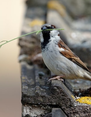 Bouwen aan een groener Den Haag Een mus zittend op een dakrand met een takje in zijn bek.