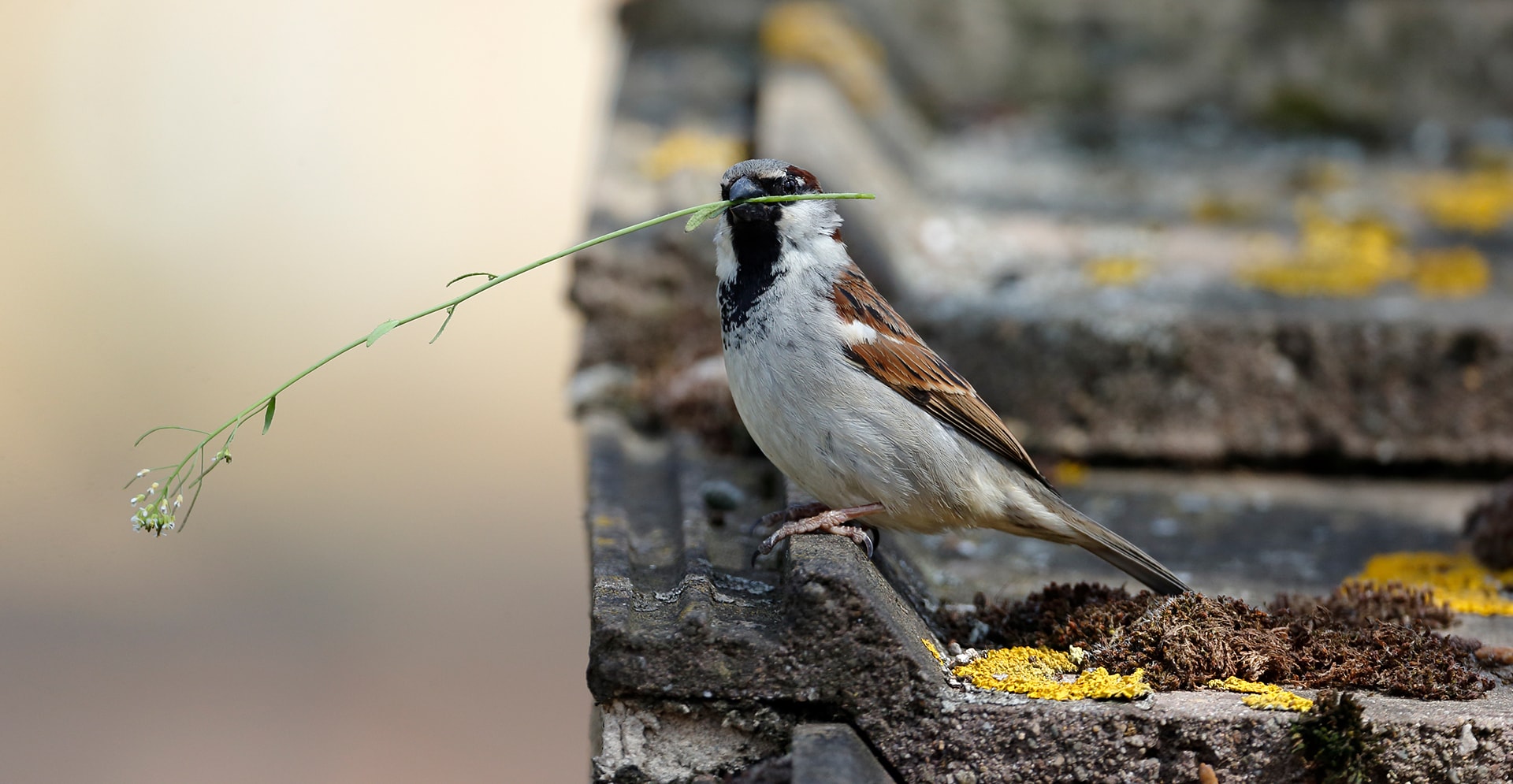 Een mus zittend op een dakrand met een takje in zijn bek.