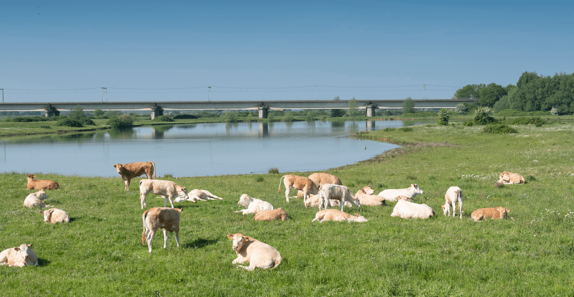 Koeien langs rivier de Lek. Arcadis en Omgevingswet.