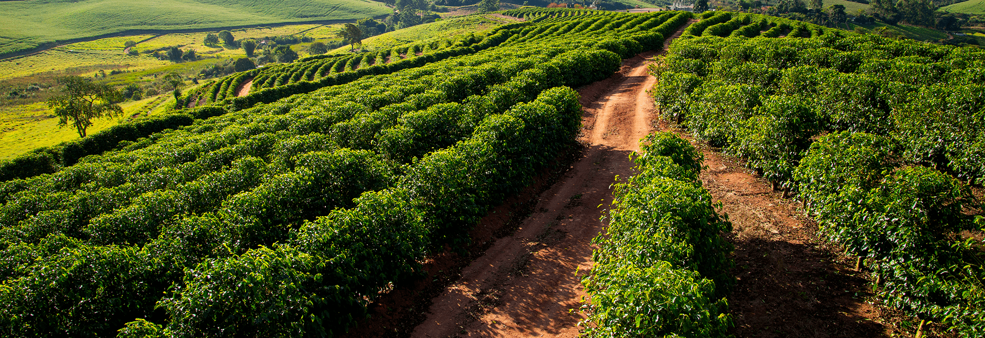 Grains de café séchant au soleil