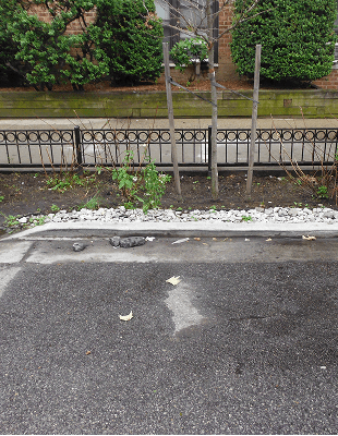 A concrete sidewalk bordered by lush plants and a wooden fence, creating a serene outdoor pathway.
